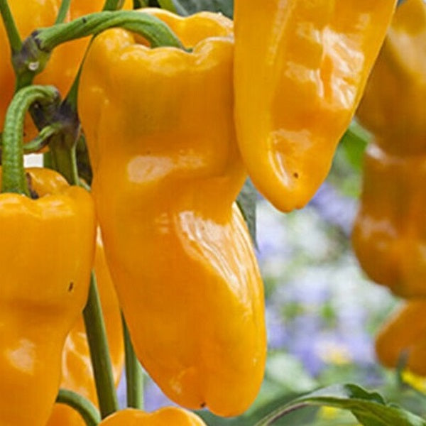 Petit marseillais sweet pepper seeds organic heirloom @ sowdiverse.ie
