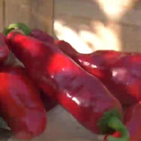 Petit cevenol pepper seeds organic @ sowdiverse.ie