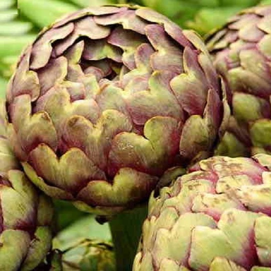 romanesco artichoke heirloom organic seeds @ sowdiverse.ie