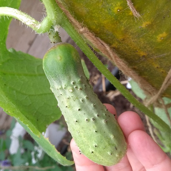 Russian Cornichon Pickling cucumber seeds @ sowdiverse.ie