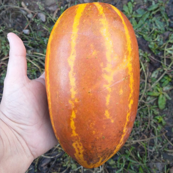 Sambar cucumber seeds indian yellow cucumber mangalore cucumber seeds @ sowdiverse.ie