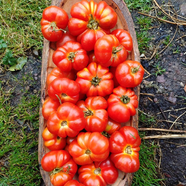 santorini paste tomato tray heirloom seeds irish grown sowdiverse.ie