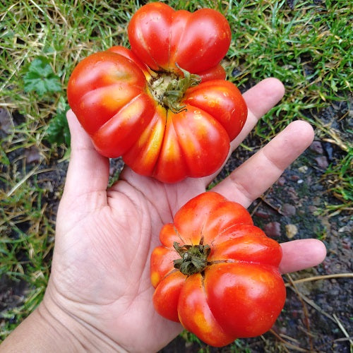 santorini paste tomato seeds heirloom @sowdiverse.ie