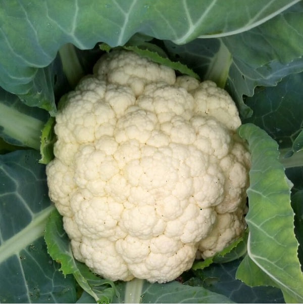 snowball cauliflower palla di neve organic seeds @ sowdiverse.ie