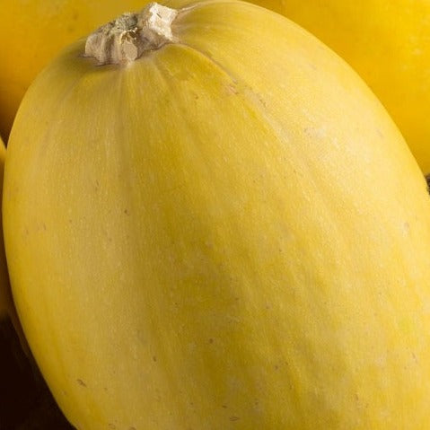 spaghetti squash seeds @ sowdiverse.ie
