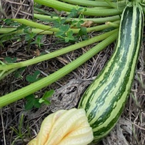 striato d;italia courgette seeds organic heirloom @ sowdiverse.ie