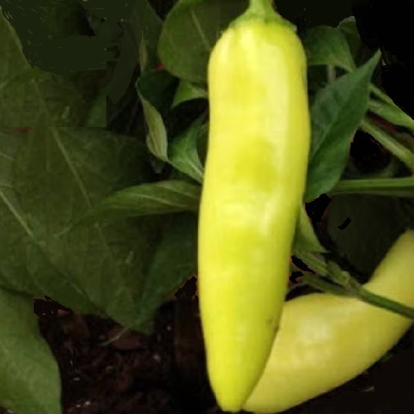 sweet banana pepper seeds heirloom @ sowdiverse.ie