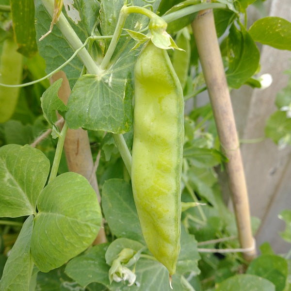 swenson swedish pea seeds heirloom @ sowdiverse.ie