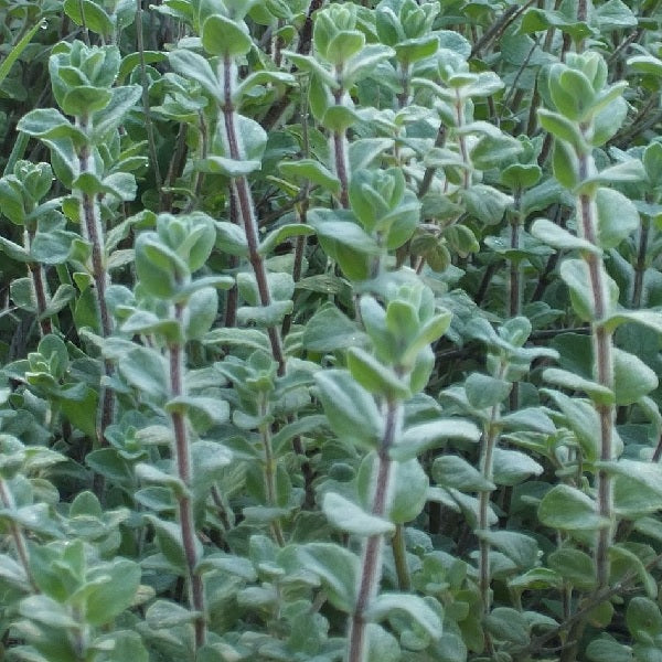 syrian oregano seeds organic za'atar zaatar @ sowdiverse.ie