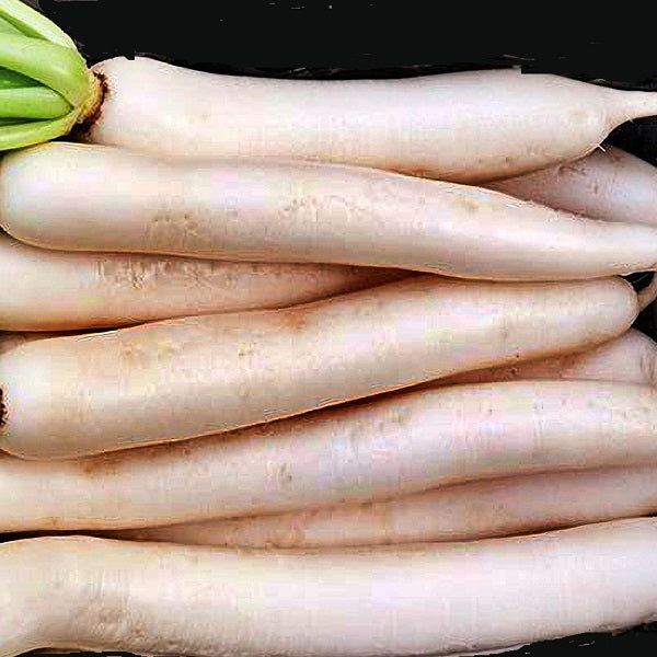 tokinashi all seasons daikon radish seeds @ sowdiverse.ie