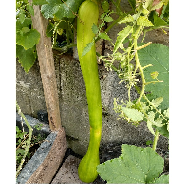 tromboncino squash trombetta d'albenga seeds @ sowdiverse.ie