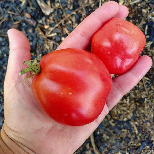 Ukrainian Pear tomatoes showing Two red tomatoes held in a person's hand outdoors, with mulch or soil visible in the background. Ukrainian Pear tomato seeds @sowdiverse.ie
