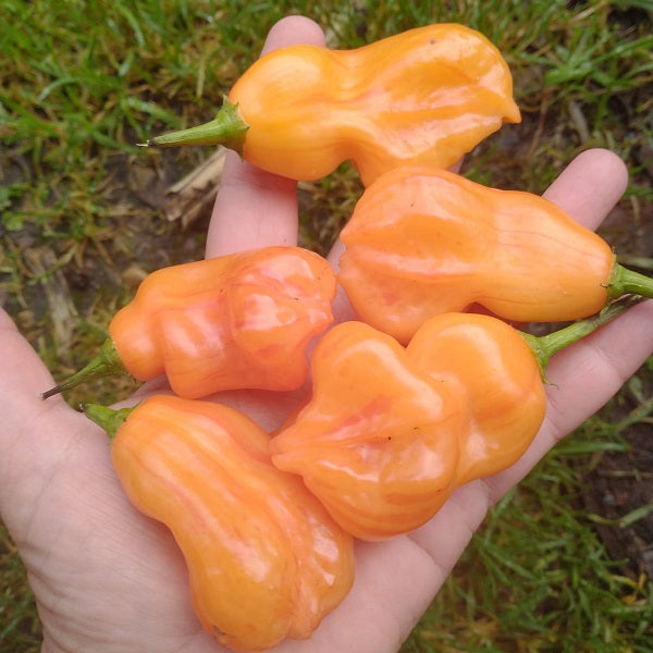 zebrange chilli pepper seeds irish grown @ sowdiverse.ie