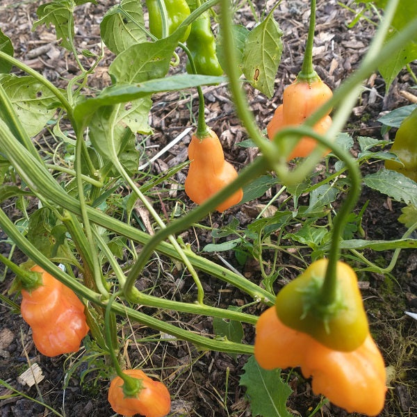 zebrange peppers growing on a plant Ieland