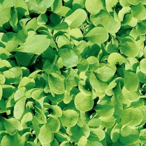 chicory zuccherina di trieste seeds organic cicoria heirloom seeds