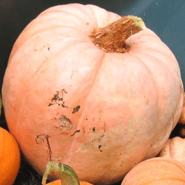 Amish Pie Pumpkin Sow Diverse