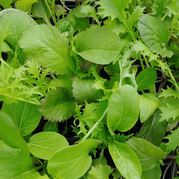 Dragon feathers Mix seeds OSSI @ sowdiverse.ie