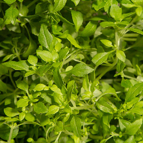 Greek Basil Minette Sow Diverse