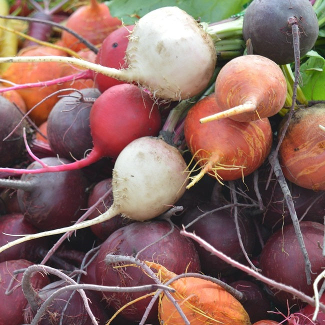 Beetroot Mix seeds organic @ Sow Diverse