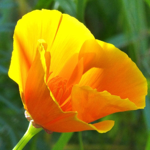 California Eschscholtzia california poppy seeds @ sowdiverse.ie