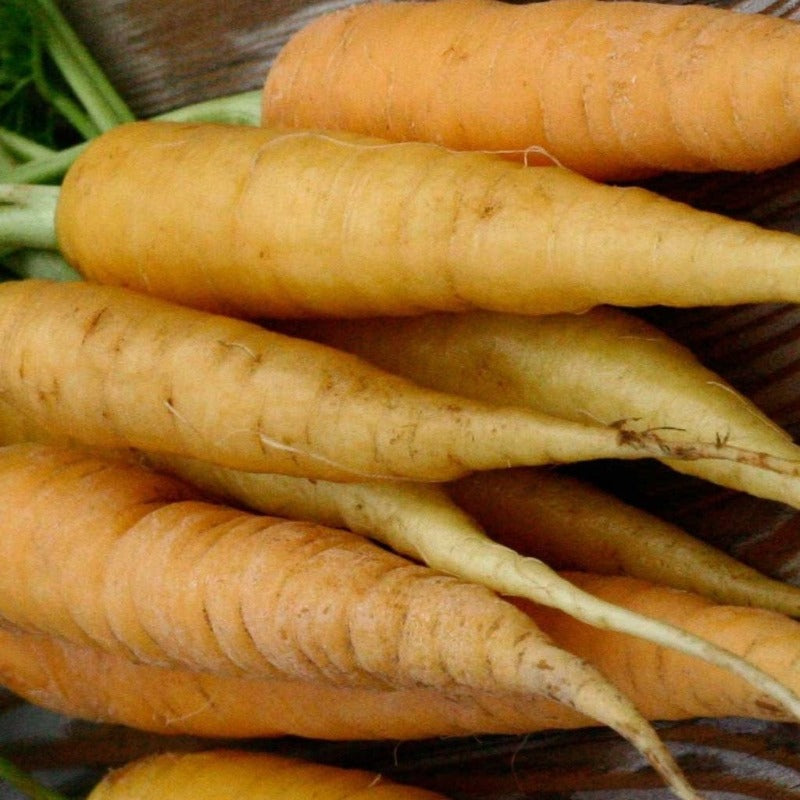 Jaune du Doubs Carrot organic seeds @ Sow Diverse