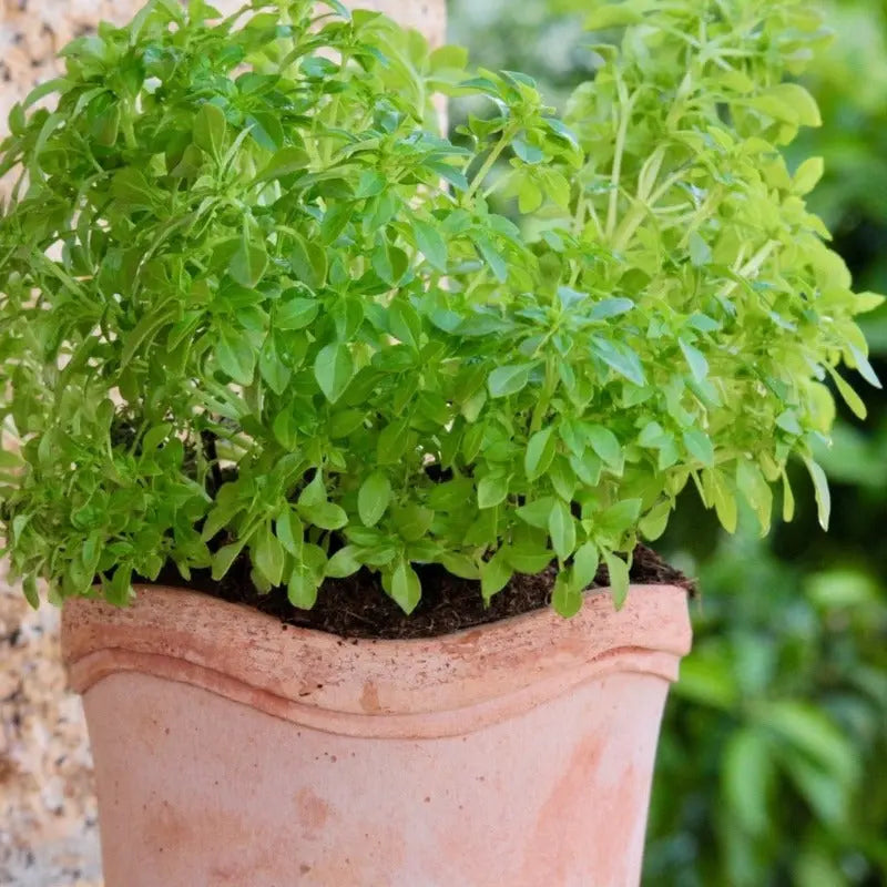 Compact Greek Basil Sow Diverse