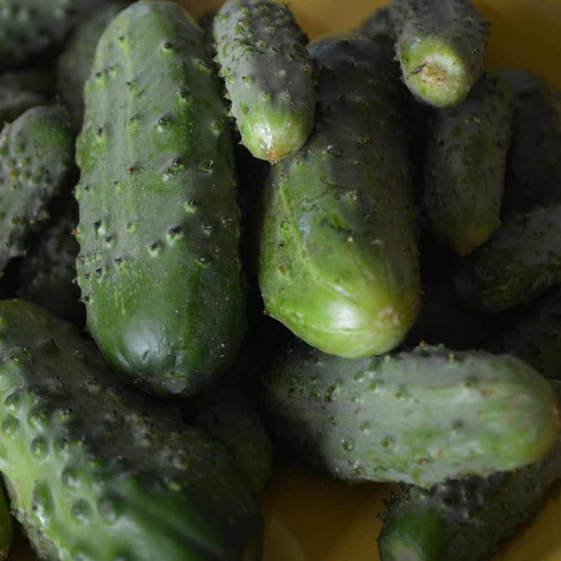 Fin de Meaux Cornichon Sow Diverse