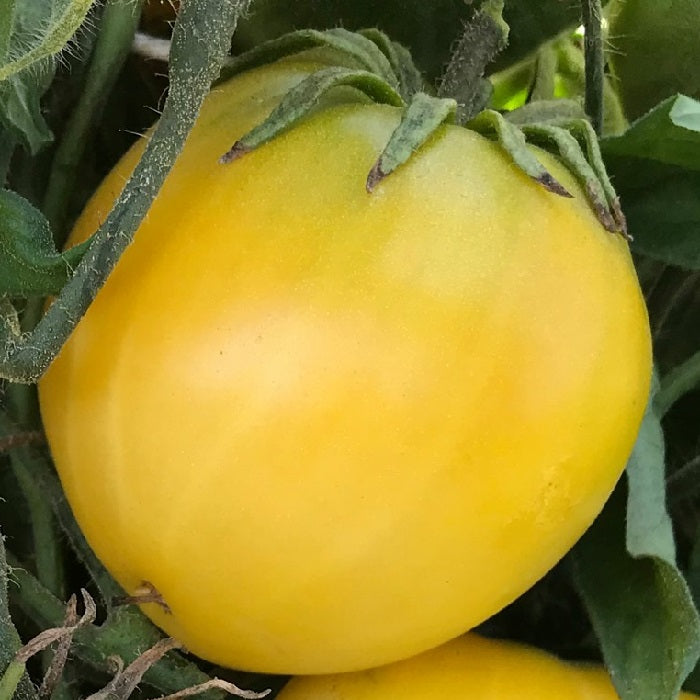 Dwarf tomato Lemon Ice Sow Diverse