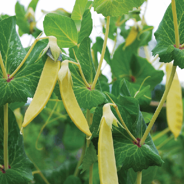 Golden Sweet Mangetout pea Sow Diverse