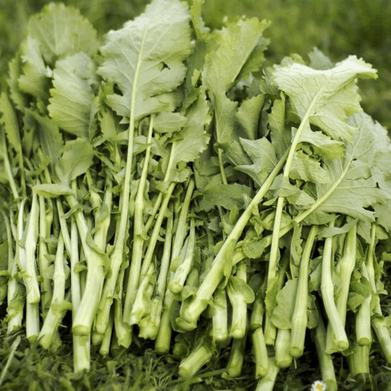 Grelos de Santiago Turnip Sow Diverse