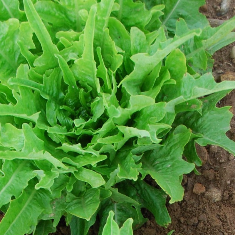 Lattughino Verde Lettuce organic Sow Diverse