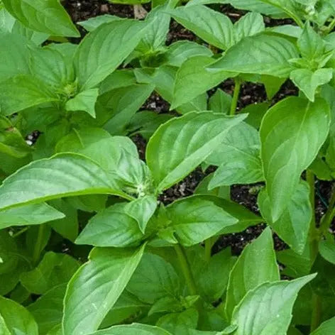 Lemon Basil organic Sow Diverse