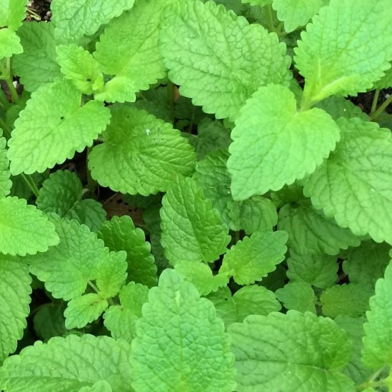 lemon balm melissa officinalis seeds @ sowdiverse.ie