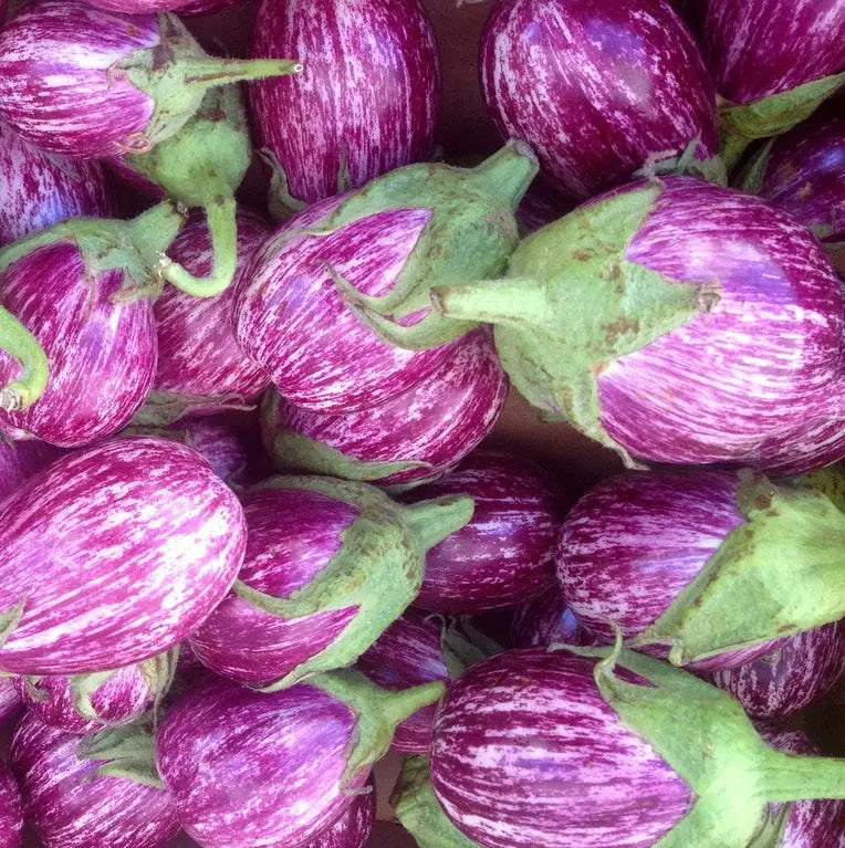 Listada de Gandia Aubergine organic Sow Diverse
