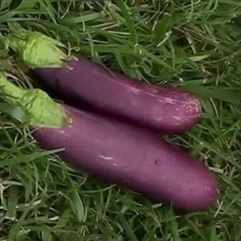 Long Purple Aubergine organic Sow Diverse