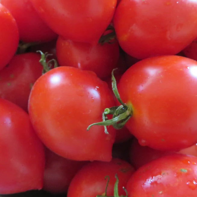 Mallorca Hanging Tomato organic Sow Diverse