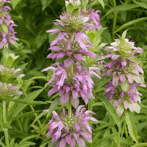 Lemon Bergamot Sow Diverse