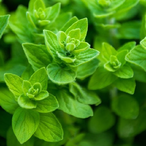 Oregano common organic Sow Diverse