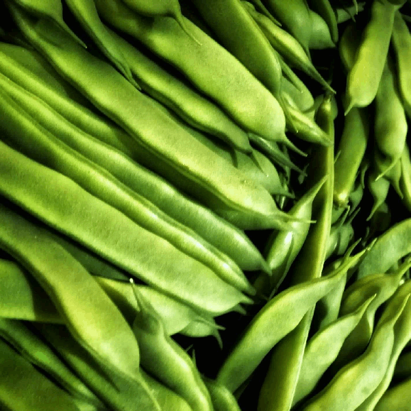 Perona flat Beans organic Sow Diverse