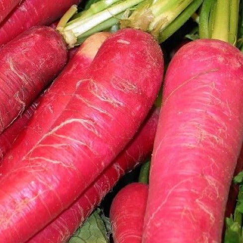 Candela di Fuoco Radish organic Sow Diverse