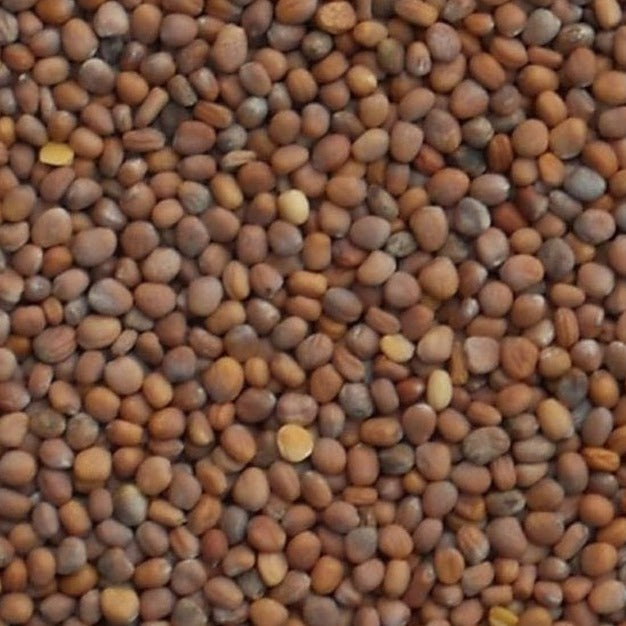 Date Radish organic Sow Diverse