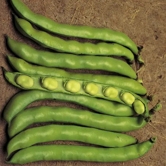 Reina Mora Broad Bean organic Sow Diverse