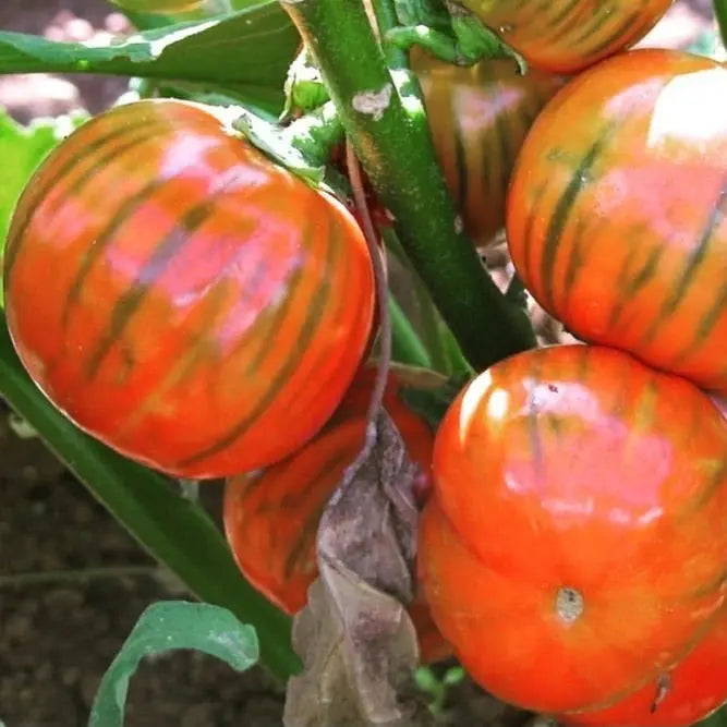 Rosso di Napoli Aubergine organic Sow Diverse
