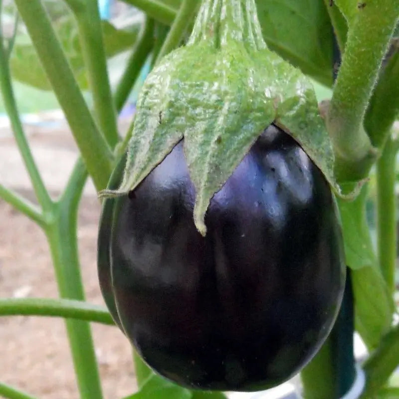 Round Aubergine organic Sow Diverse