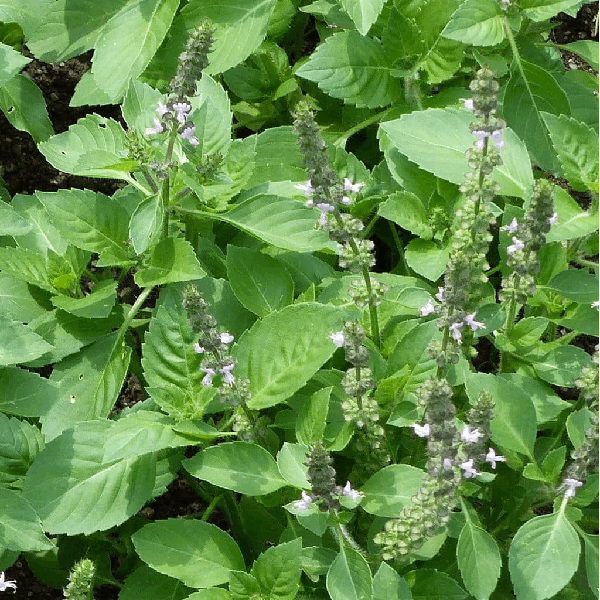 Sacred basil organic Sow Diverse