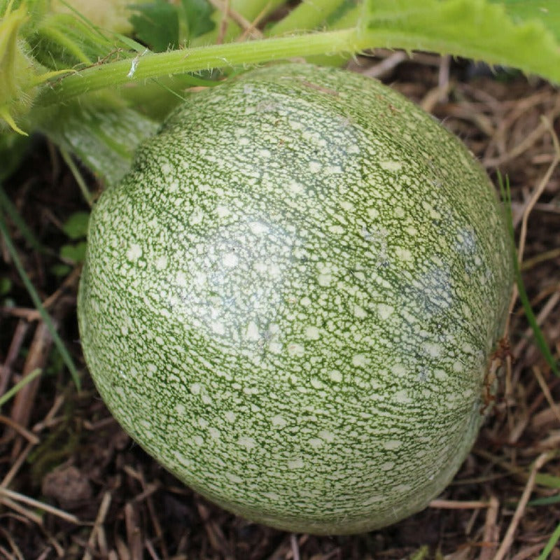 Courgette Tondo Di Nizza Sow Diverse