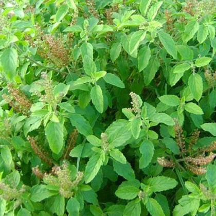 Tulsi Kali basil organic Sow Diverse