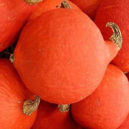 Squash Uchiki Kuri - Hokkaido Sow Diverse