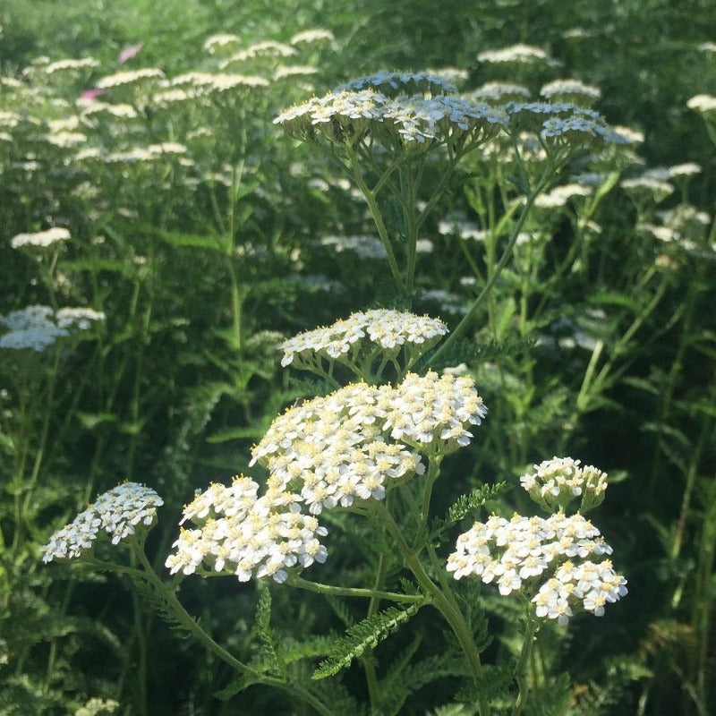 Yarrow organic Sow Diverse