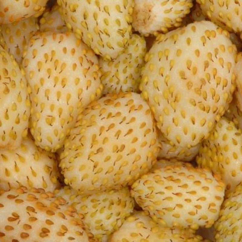 White Soul Alpine Strawberry seeds @Sow Diverse